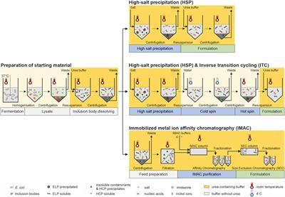 Purification of a Hydrophobic <mark class="highlighted">Elastin-Like</mark> Protein Toward Scale-Suitable Production of Biomaterials